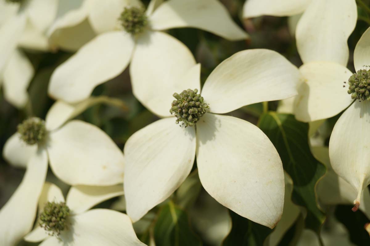 Cornus kousa 'Weisse Fontaine' solitair bloem