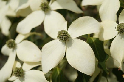 Cornus kousa 'Weisse Fontaine' Tuinplanten bloem