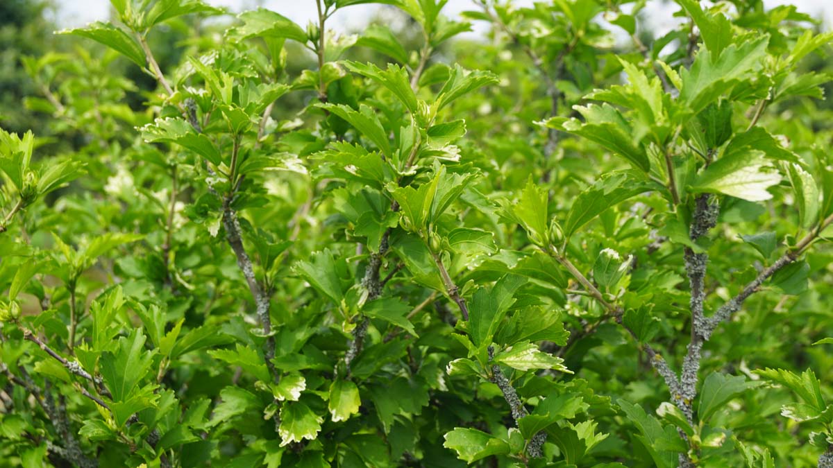 Hibiscus syriacus 'Maike' Tuinplanten blad