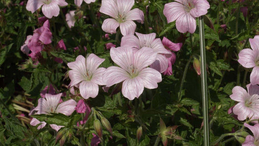 Geranium oxonianum 'Wageningen'