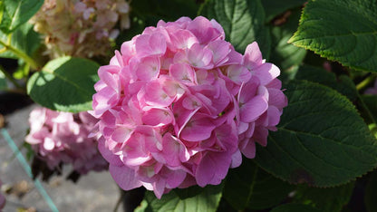 Hydrangea macrophylla 'Semperflorens'