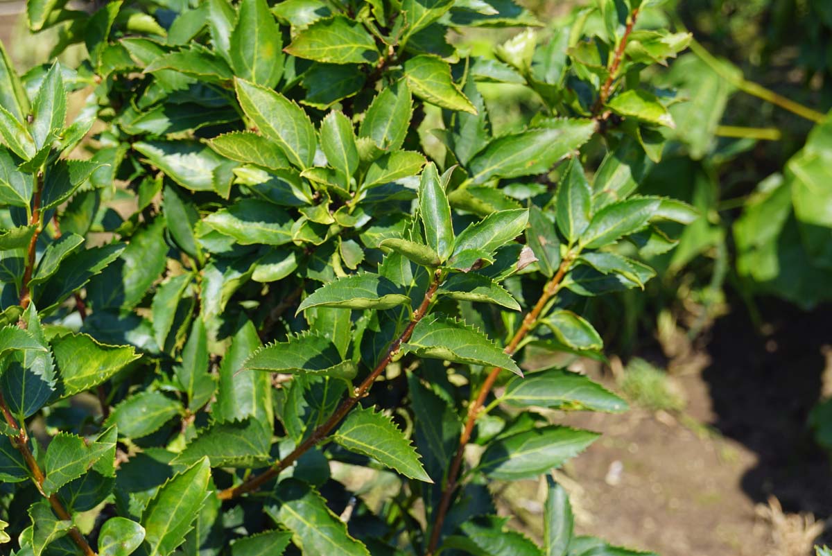 Forsythia 'Goldrausch' Tuinplanten