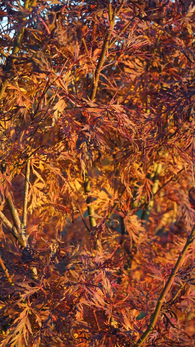 Acer palmatum 'Emerald Lace' op stam bladeren