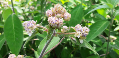 Hydrangea aspera 'Velvet Lace' Tuinplanten