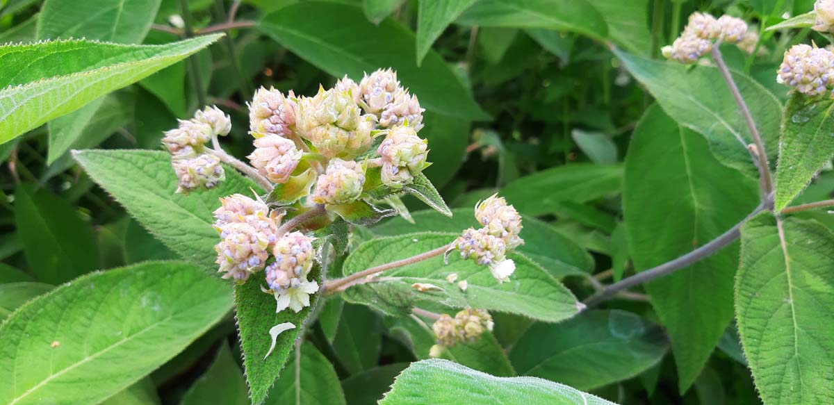 Hydrangea aspera 'Velvet Lace' Tuinplanten