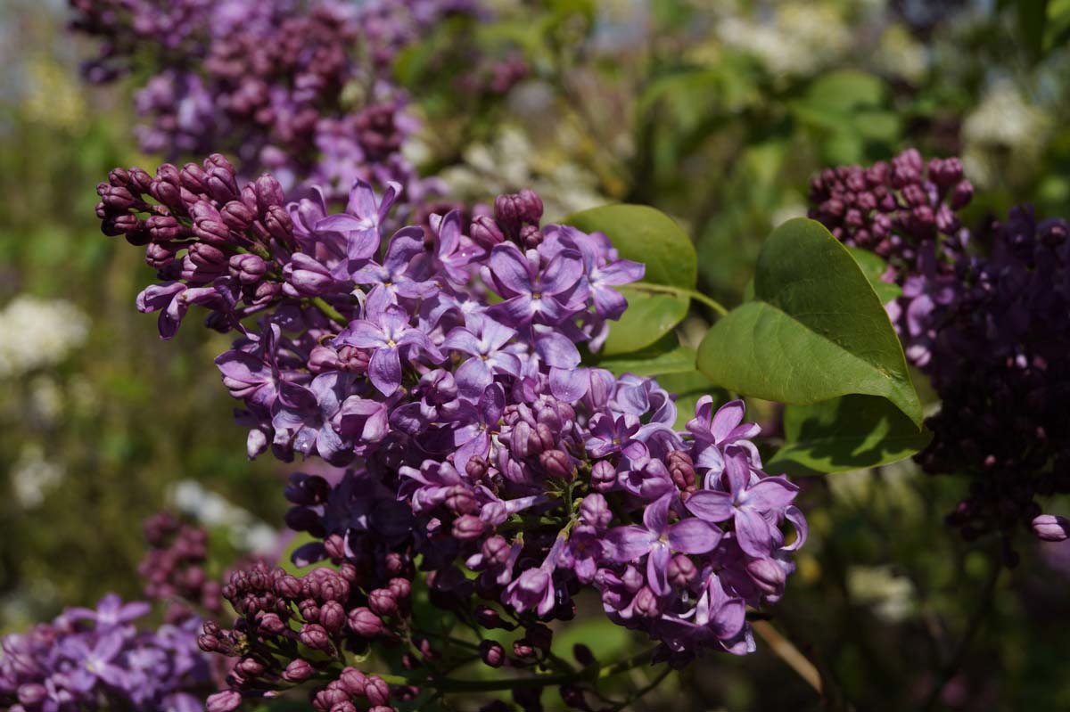 Syringa hyacinthiflora 'Lavender Lady' meerstammig / struik