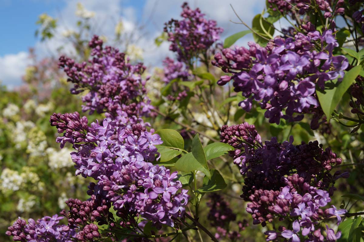 Syringa hyacinthiflora 'Lavender Lady' meerstammig / struik