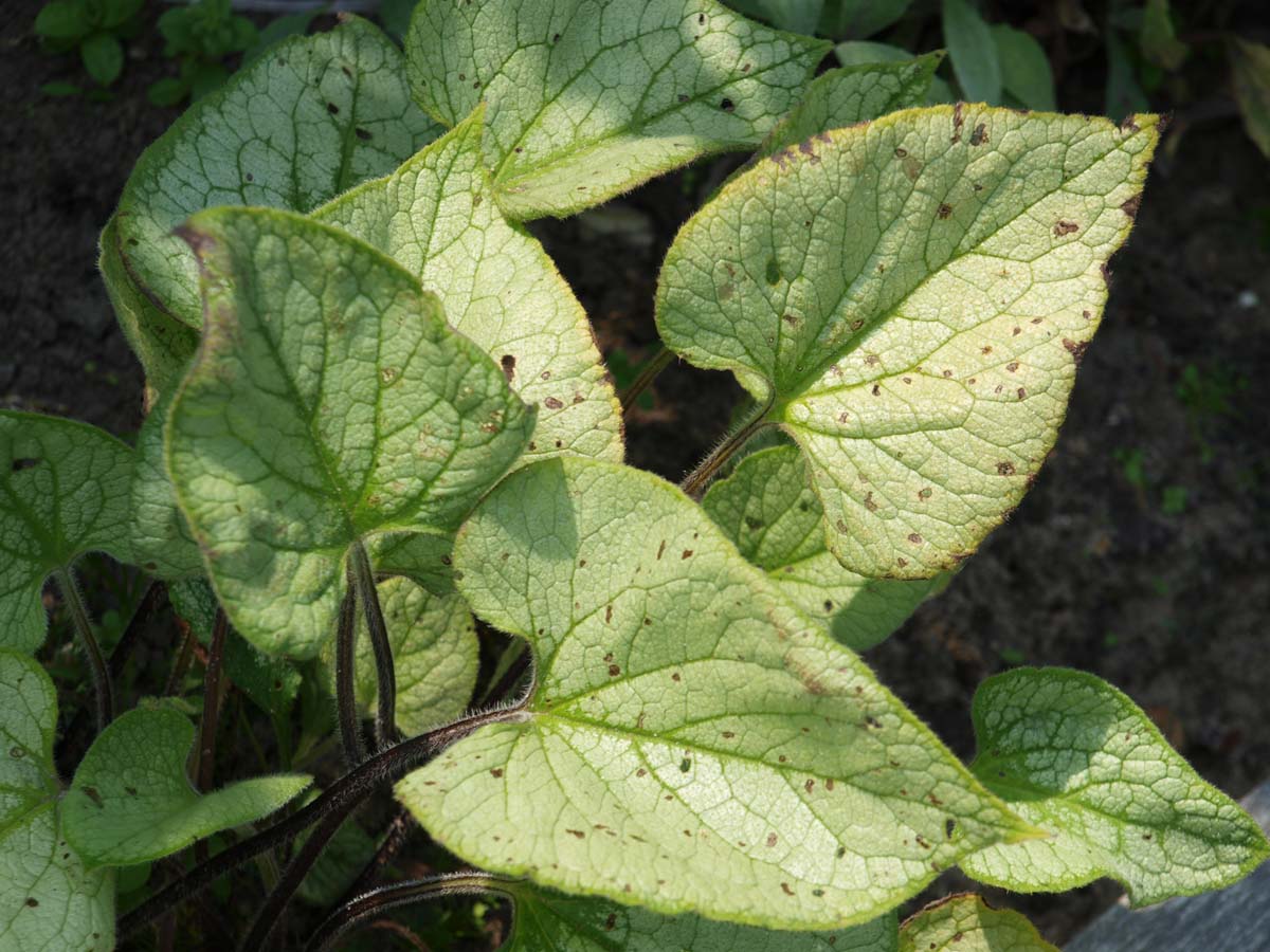 Brunnera macrophylla 'Looking Glass'