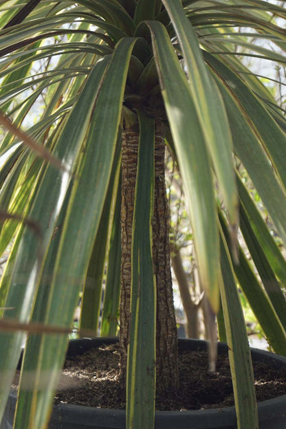 Cordyline australis 'Torbay Dazzler' Tuinplanten