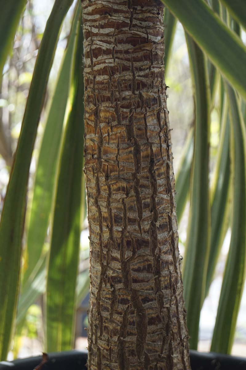 Cordyline australis 'Torbay Dazzler' Tuinplanten