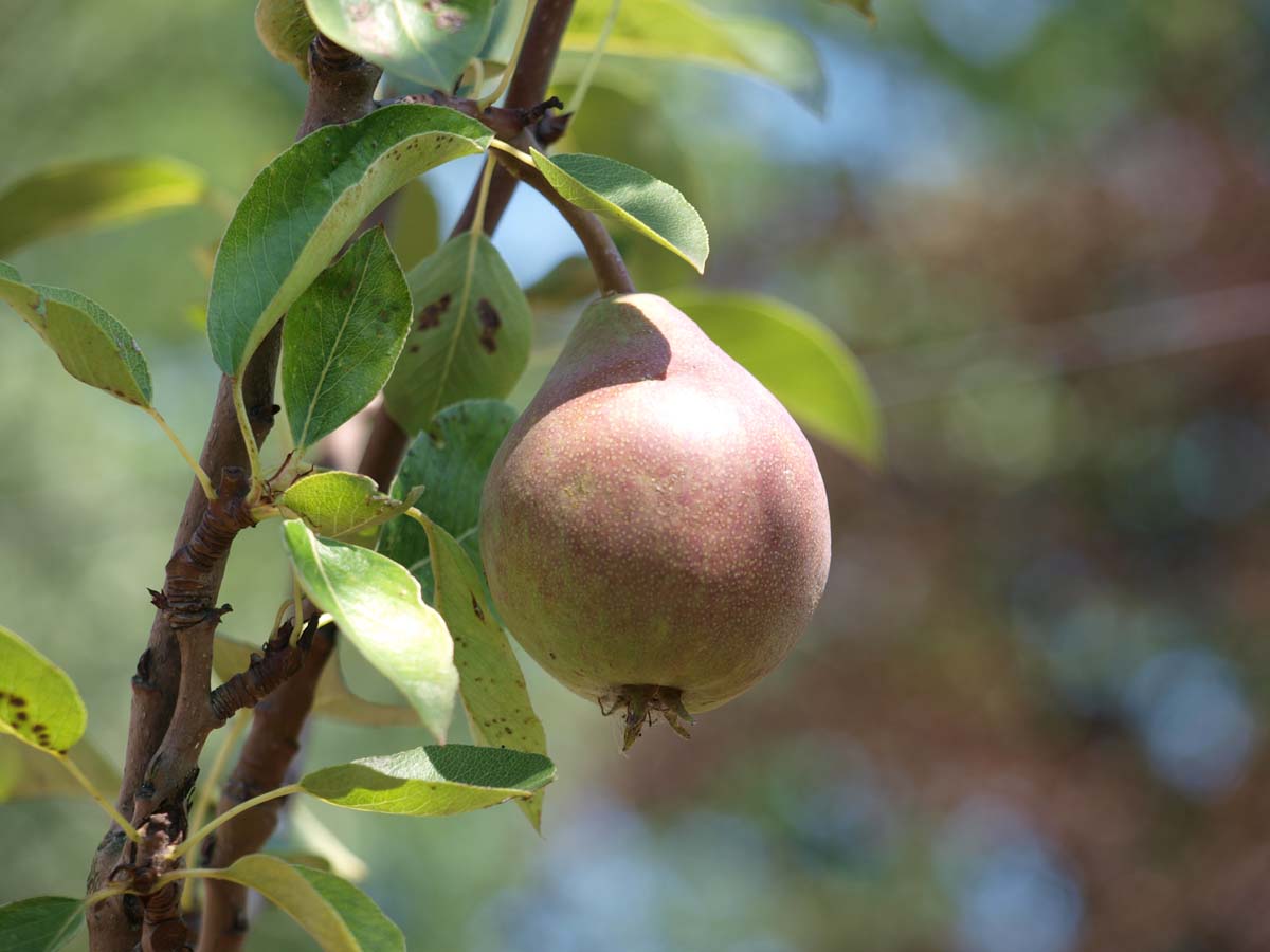 Pyrus communis 'Saint Rémy' meerstammig / struik vrucht
