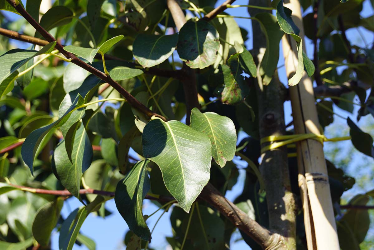 Pyrus communis 'Saint Rémy' meerstammig / struik blad