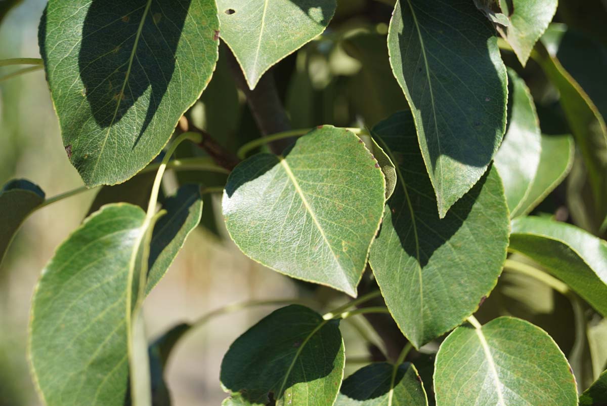 Pyrus communis 'Doyenné du Comice' solitair