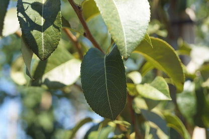 Pyrus communis 'Doyenné du Comice' solitair