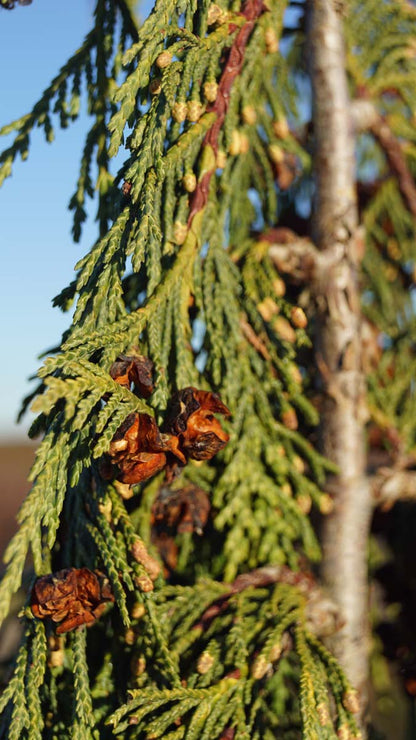 Chamaecyparis nootkatensis 'Green Arrow'