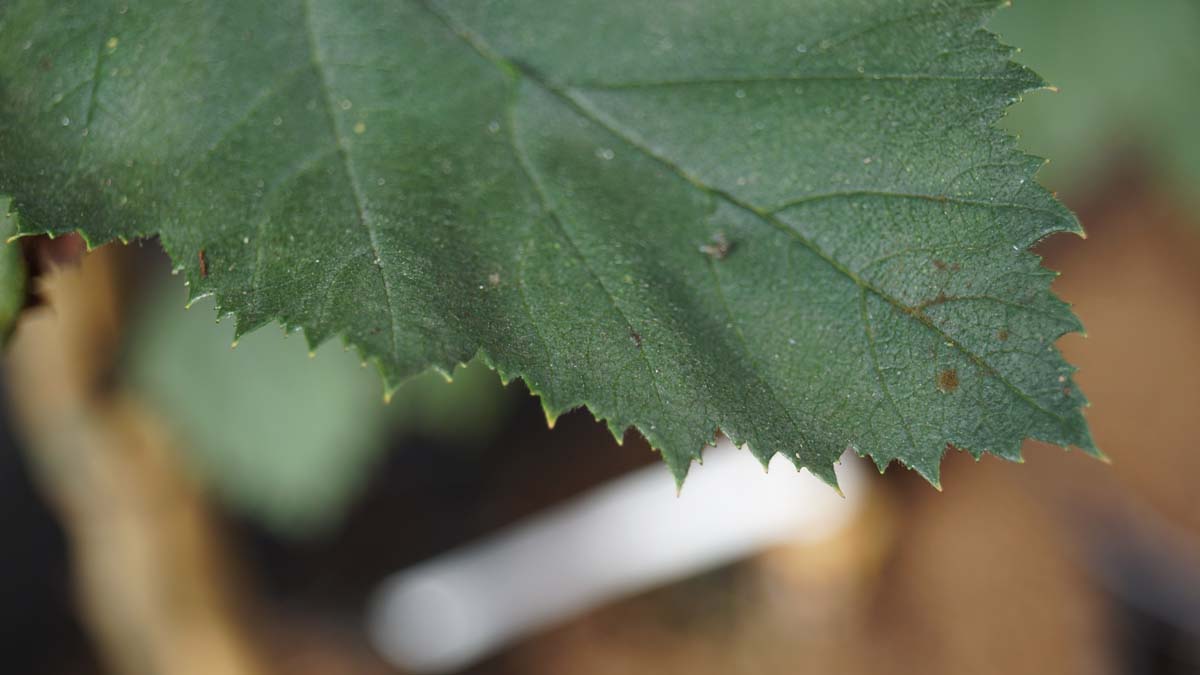 Crataegus flabellata op stam