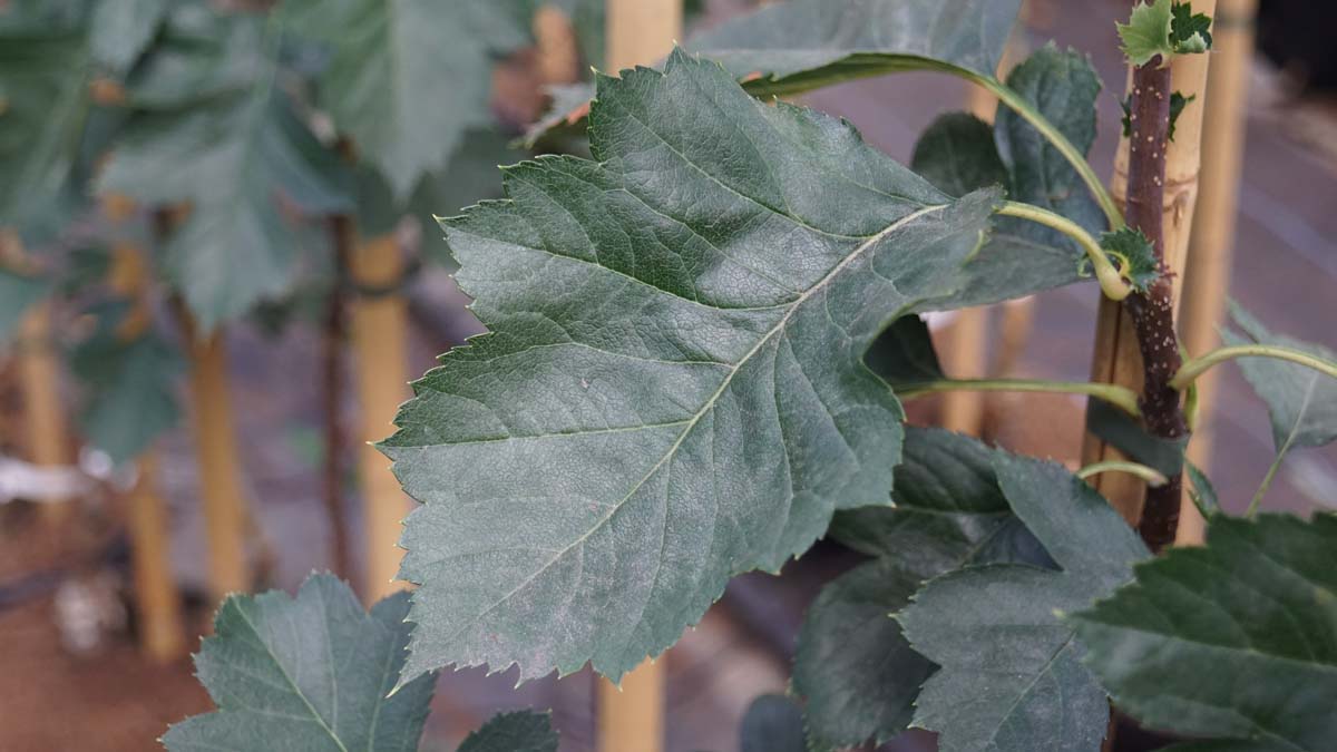 Crataegus pinnatifida 'Big Golden Star' op stam
