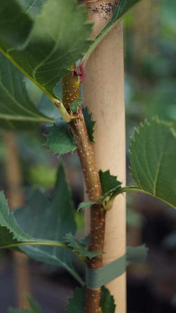 Crataegus pinnatifida 'Big Golden Star' op stam
