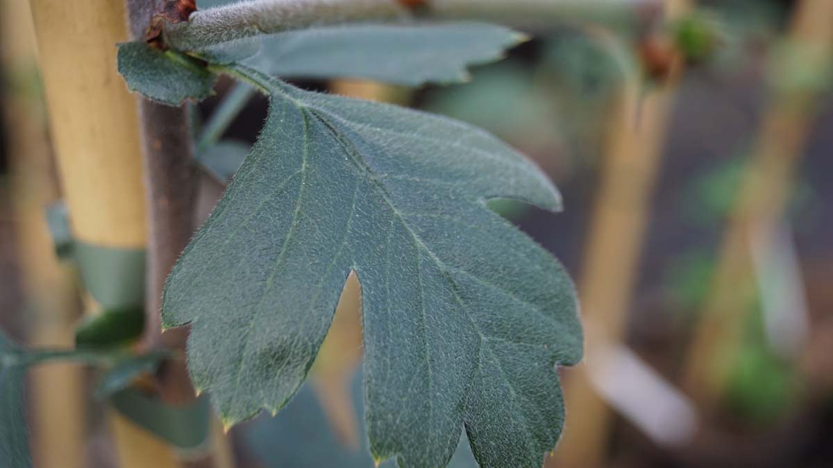 Crataegus schraderiana meerstammig / struik