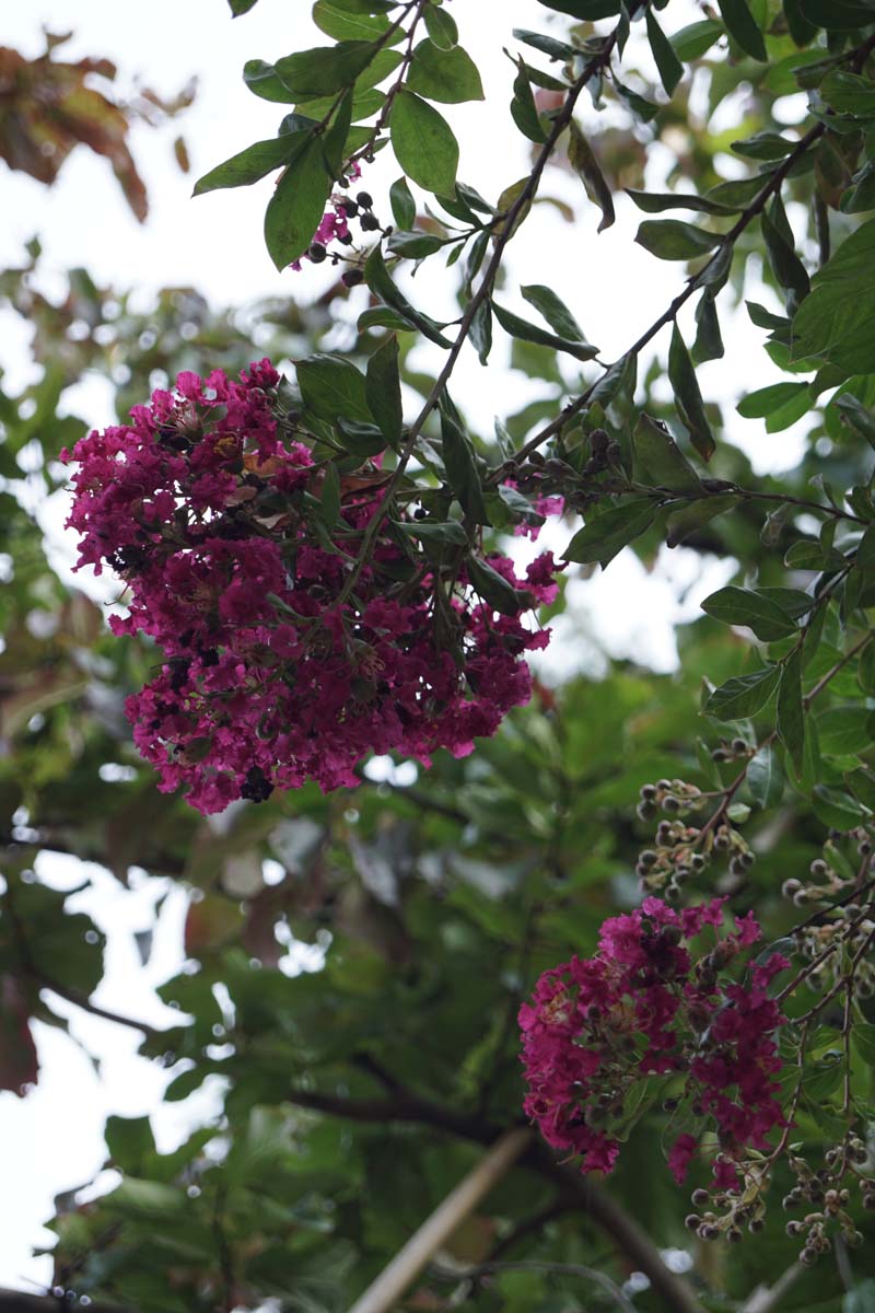 Lagerstroemia indica 'Petite Red' solitair bloemen