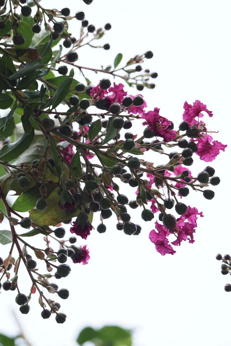 Lagerstroemia indica 'Petite Red' solitair bloemen