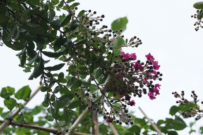 Lagerstroemia indica 'Petite Red' solitair bloemen