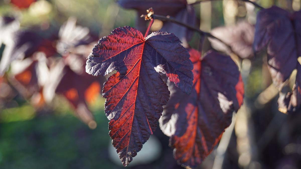 Physocarpus opulifolius 'Tuilad' op stam
