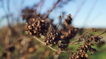 Physocarpus opulifolius 'Tuilad' meerstammig / struik
