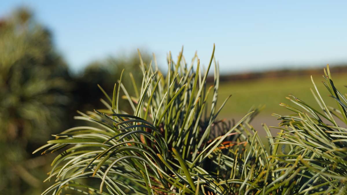Pinus parviflora 'Schoon's Bonsai' naald