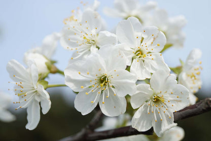 Prunus cerasus 'Kelleris 16' op stam