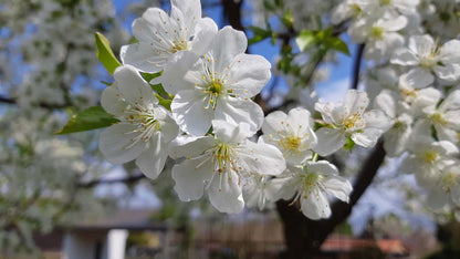 Prunus cerasus 'Kelleris 16' op stam