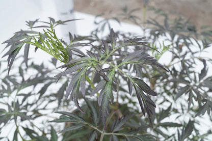 Sambucus nigra 'Eva' op stam blad