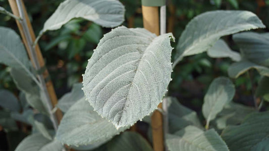 Sorbus wardii op stam