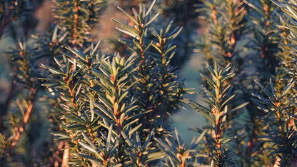 Taxus baccata 'Litfass'