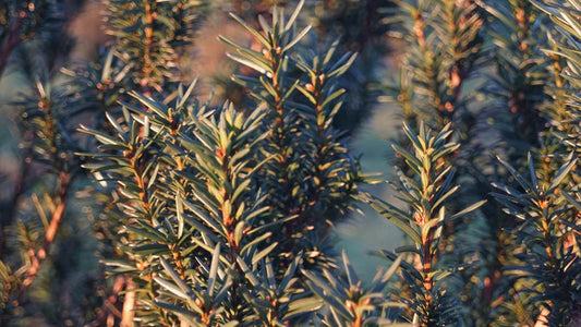 Taxus baccata 'Litfass' Tuinplanten