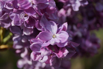 Syringa vulgaris 'Prince Wolkonsky' meerstammig / struik