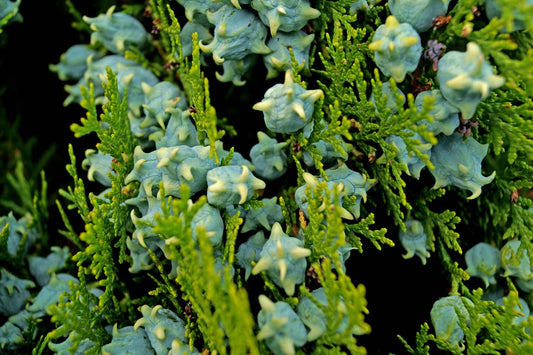 Thuja occidentalis 'Aurea Nana' op stam
