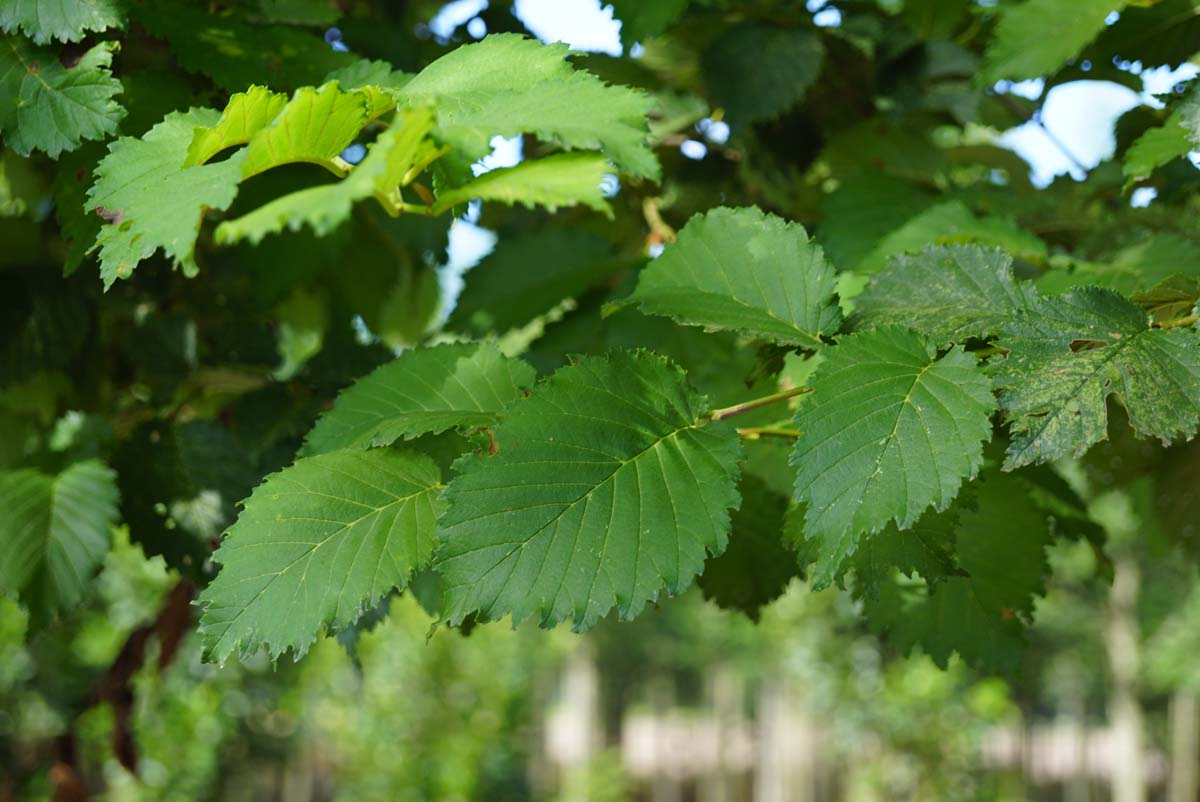 Ulmus 'Nanguen' Tuinplanten blad