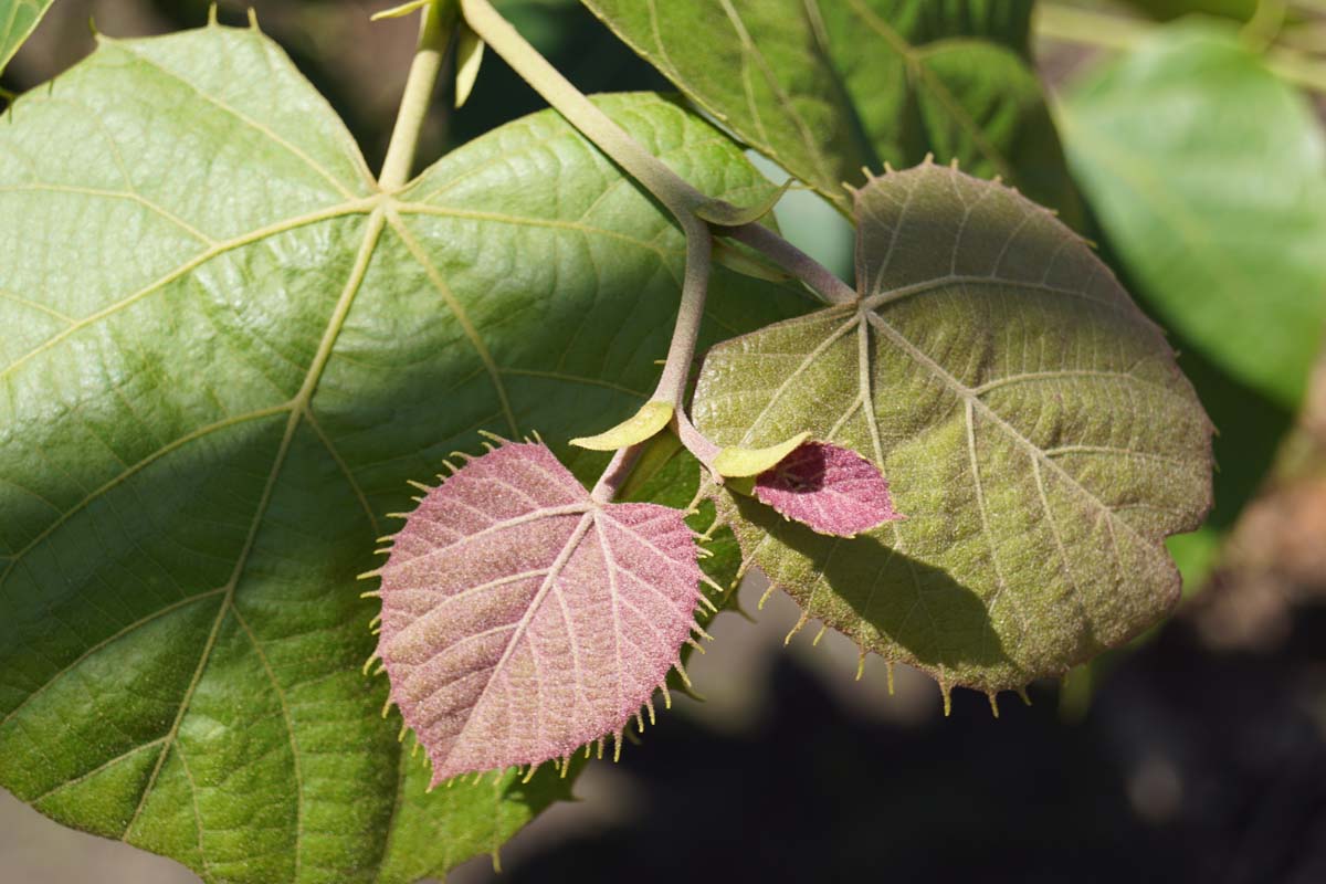 Tilia mandshurica Tuinplanten blad