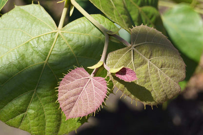 Tilia mandshurica Tuinplanten blad
