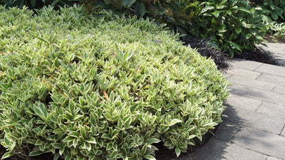 Skimmia japonica 'Magic Marlot'