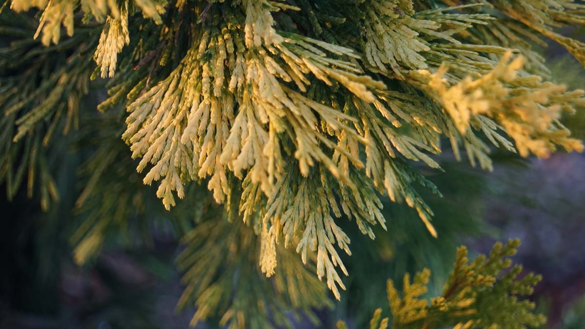 Calocedrus decurrens 'Maupin Glow' Tuinplanten