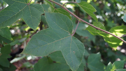 Liquidambar formosana 'Ellen' meerstammig / struik blad