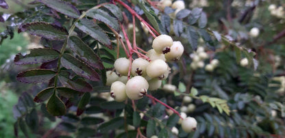 Sorbus frutescens op stam