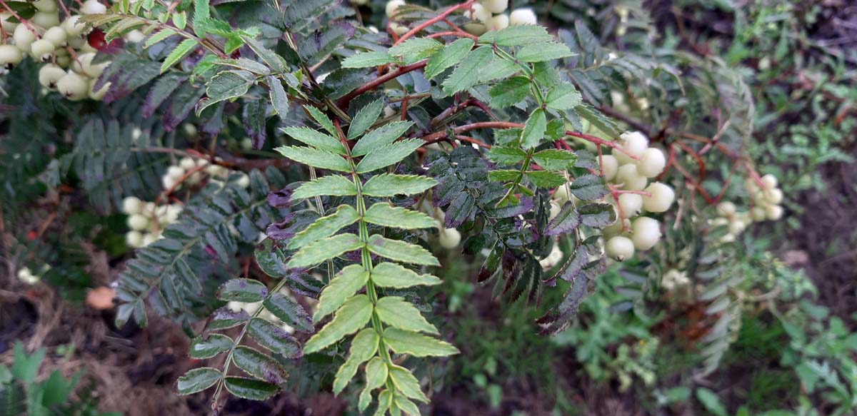 Sorbus frutescens op stam