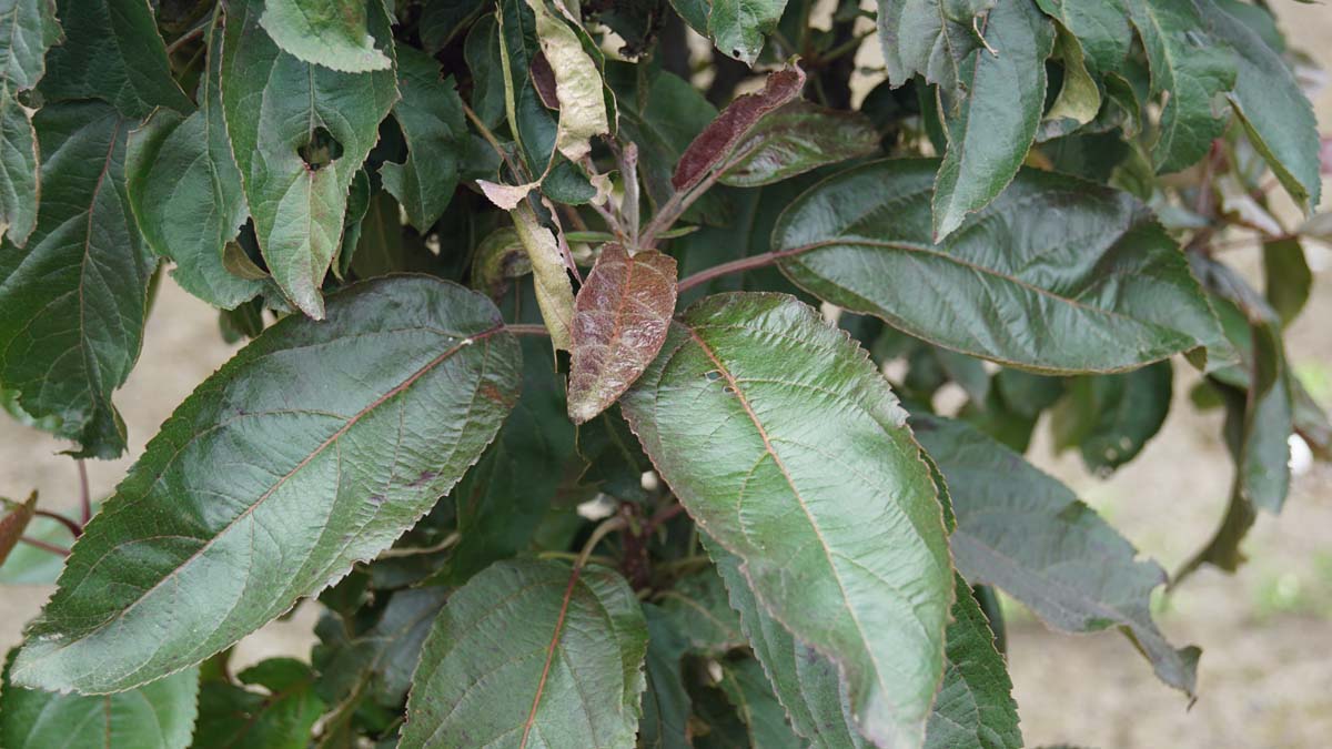 Malus 'DVPAppollo' op stam