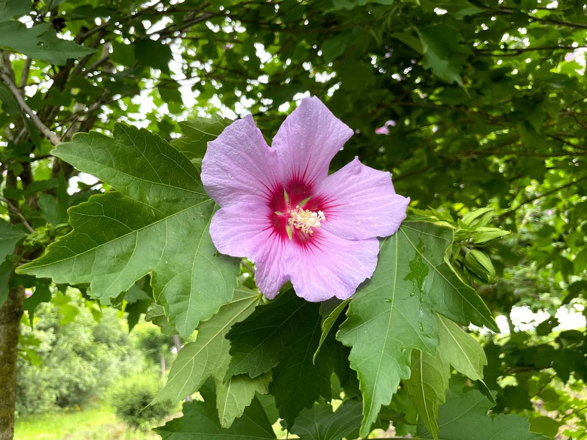 Hibiscus 'Resi' meerstammig / struik bloem