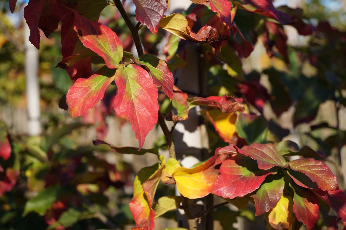 Parrotia persica 'Bella' op stam