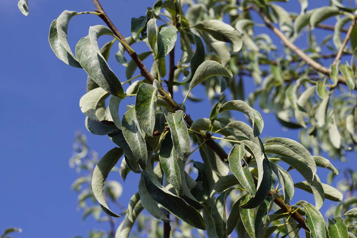 Pyrus elaeagnifolia 'Silver Sails' Tuinplanten blad