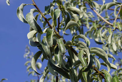 Pyrus elaeagnifolia 'Silver Sails' Tuinplanten blad